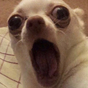 Meet your Posher, Peanut_worrier